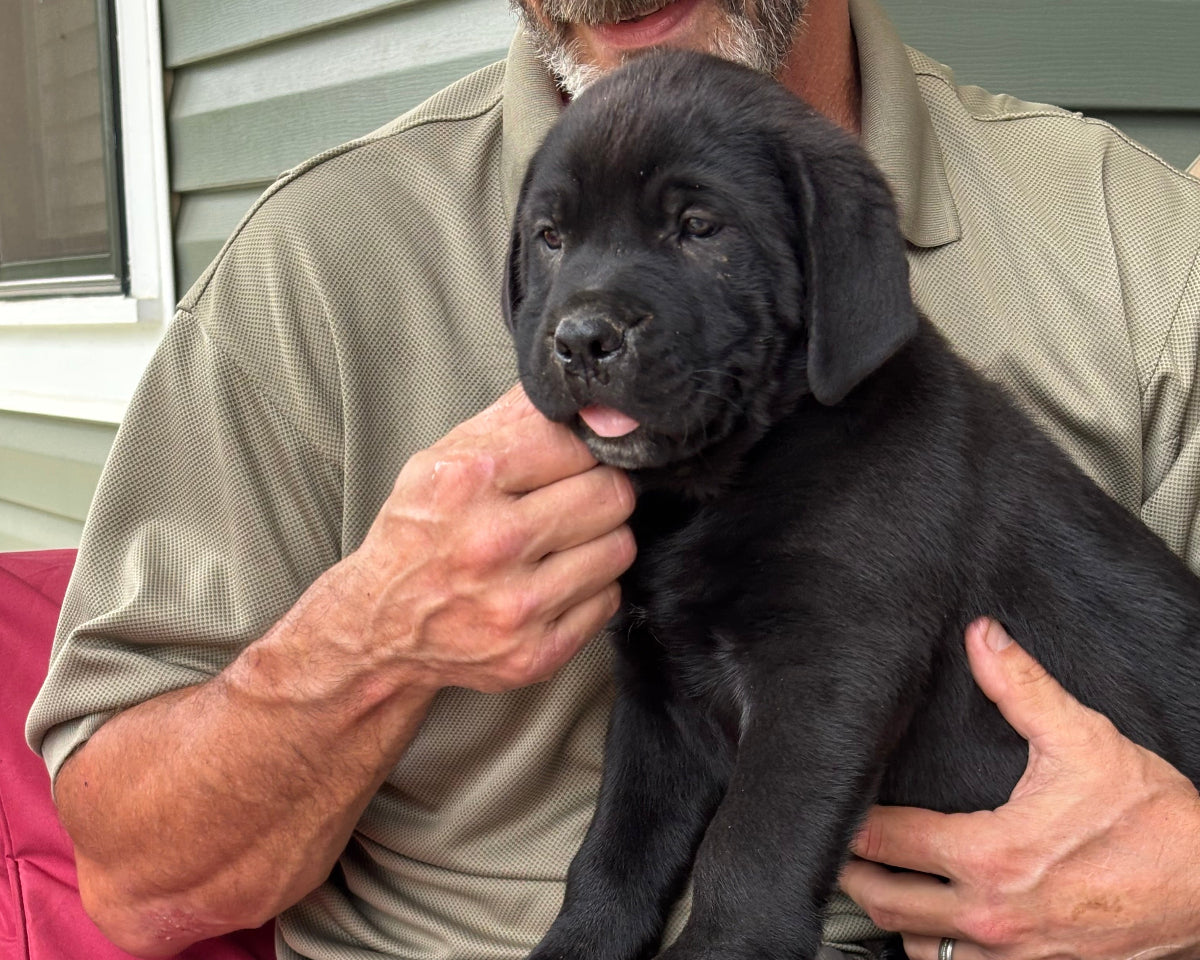 Samson - South Carolina