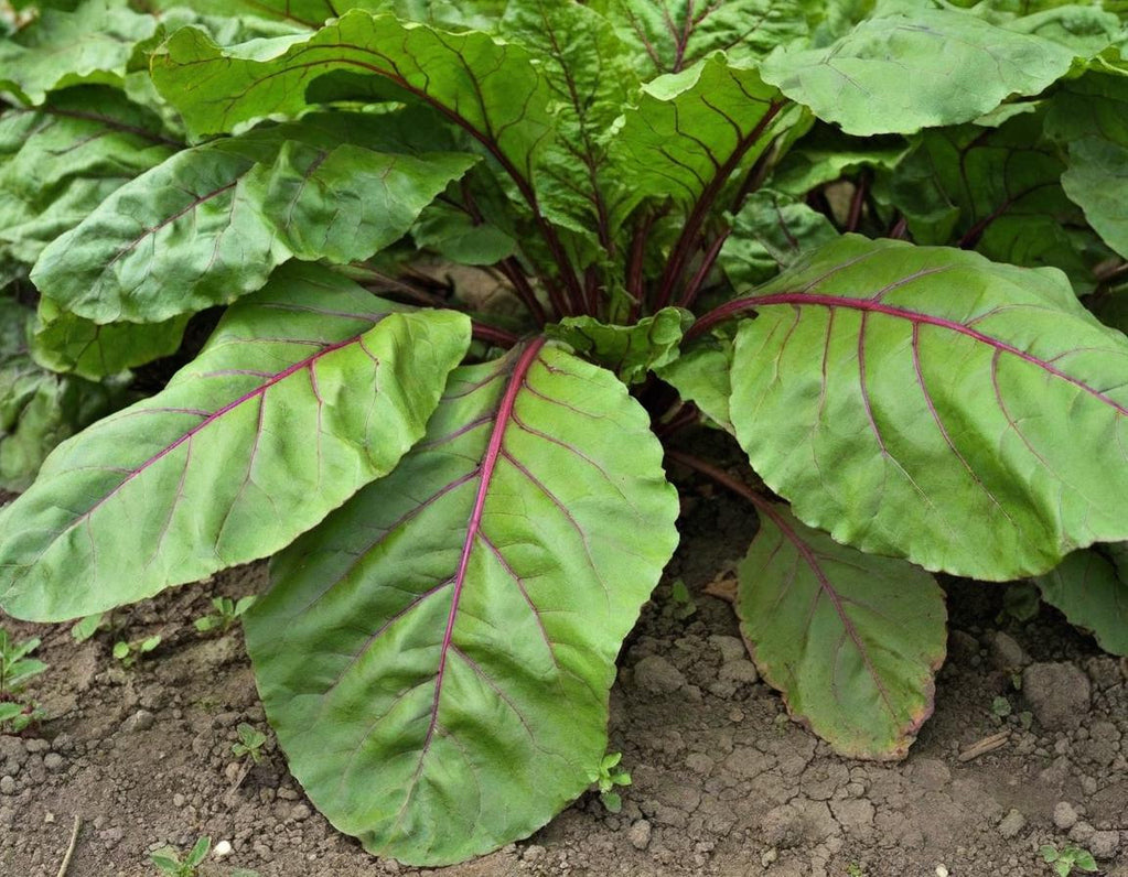 Detroit Dark Red Beets