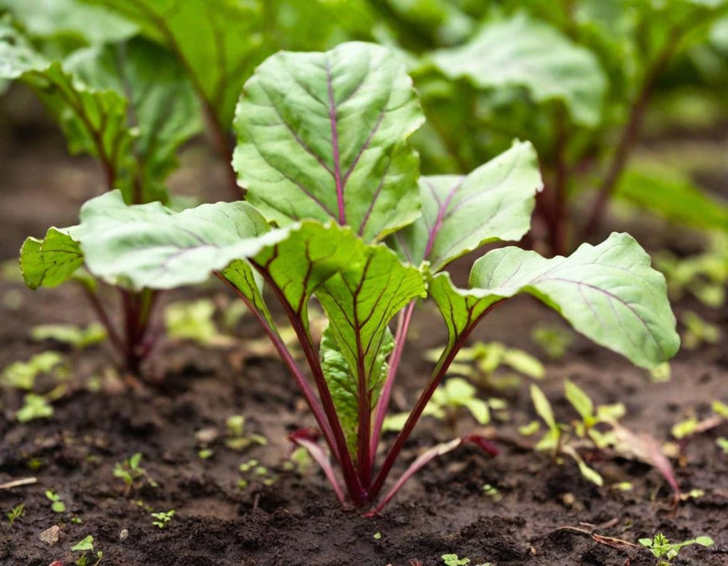Detroit Dark Red Beets
