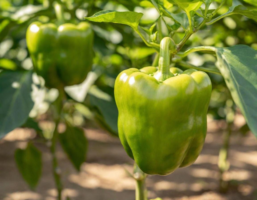 Emerald Giant Sweet Bell Peppers