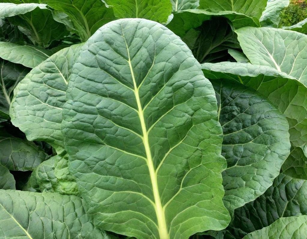 Georgia Southern Collards