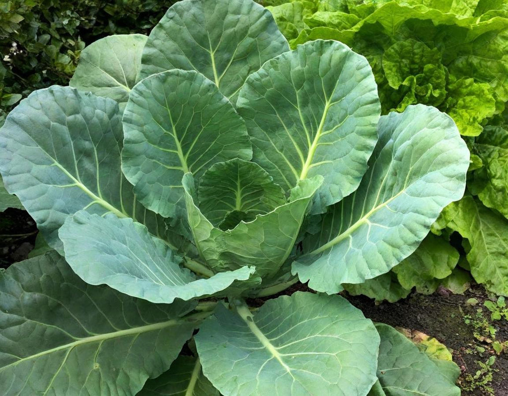 Georgia Southern Collards