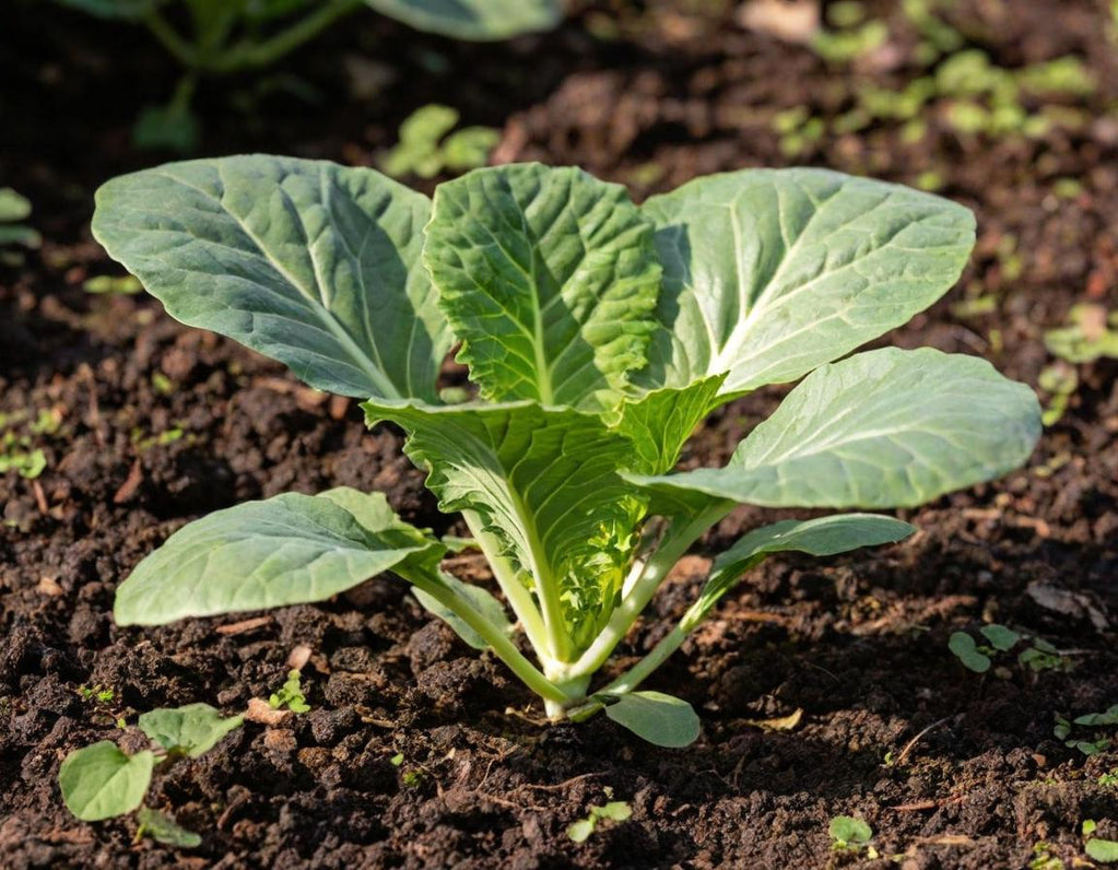 Georgia Southern Collards