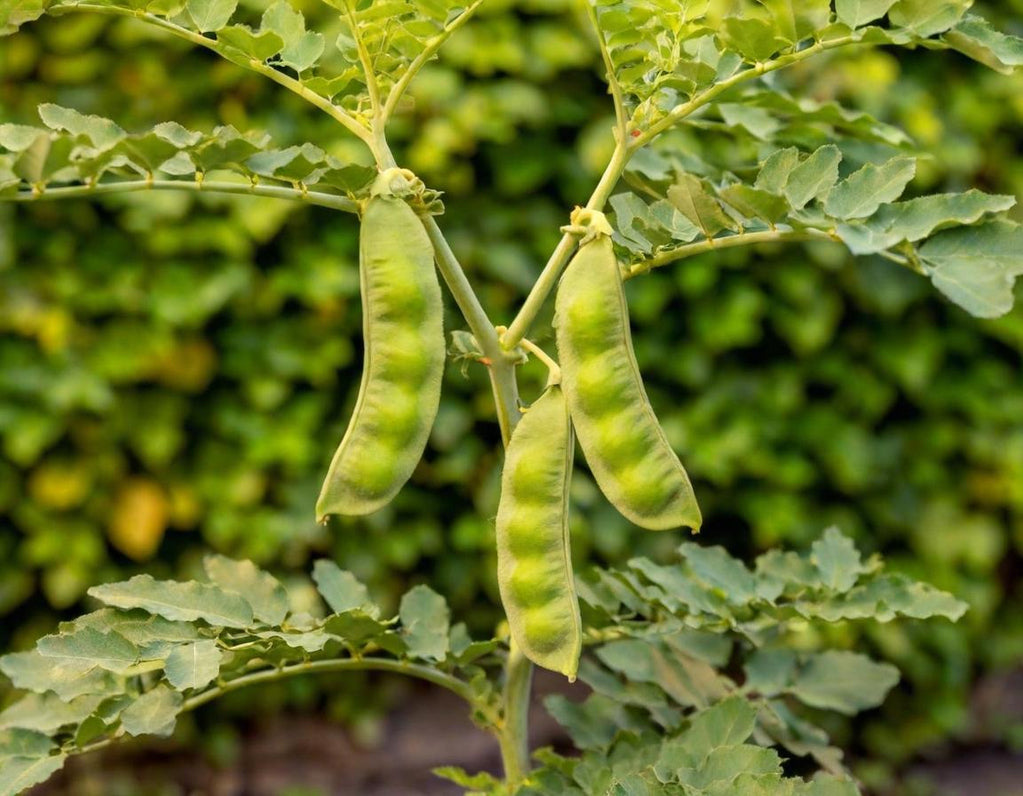 Garbanzo Beans