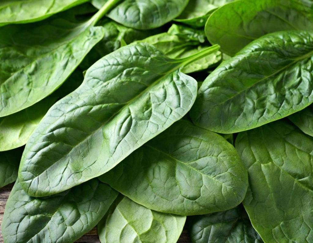 Giant Noble Spinach