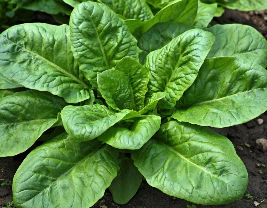 Giant Noble Spinach