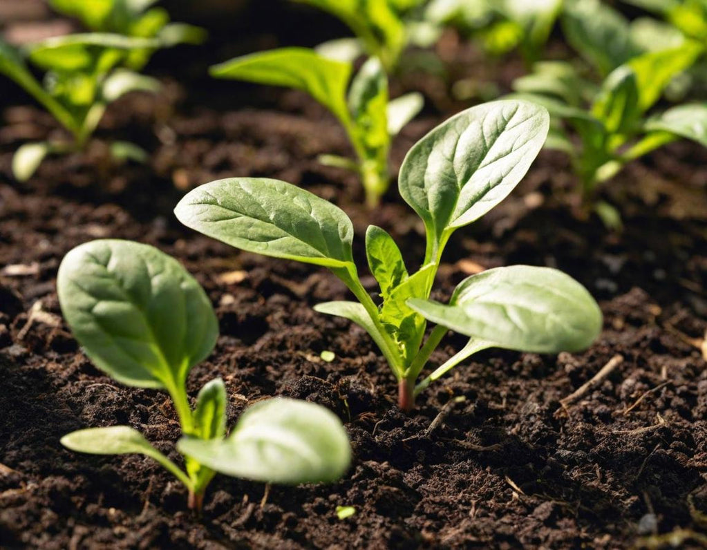 Giant Noble Spinach