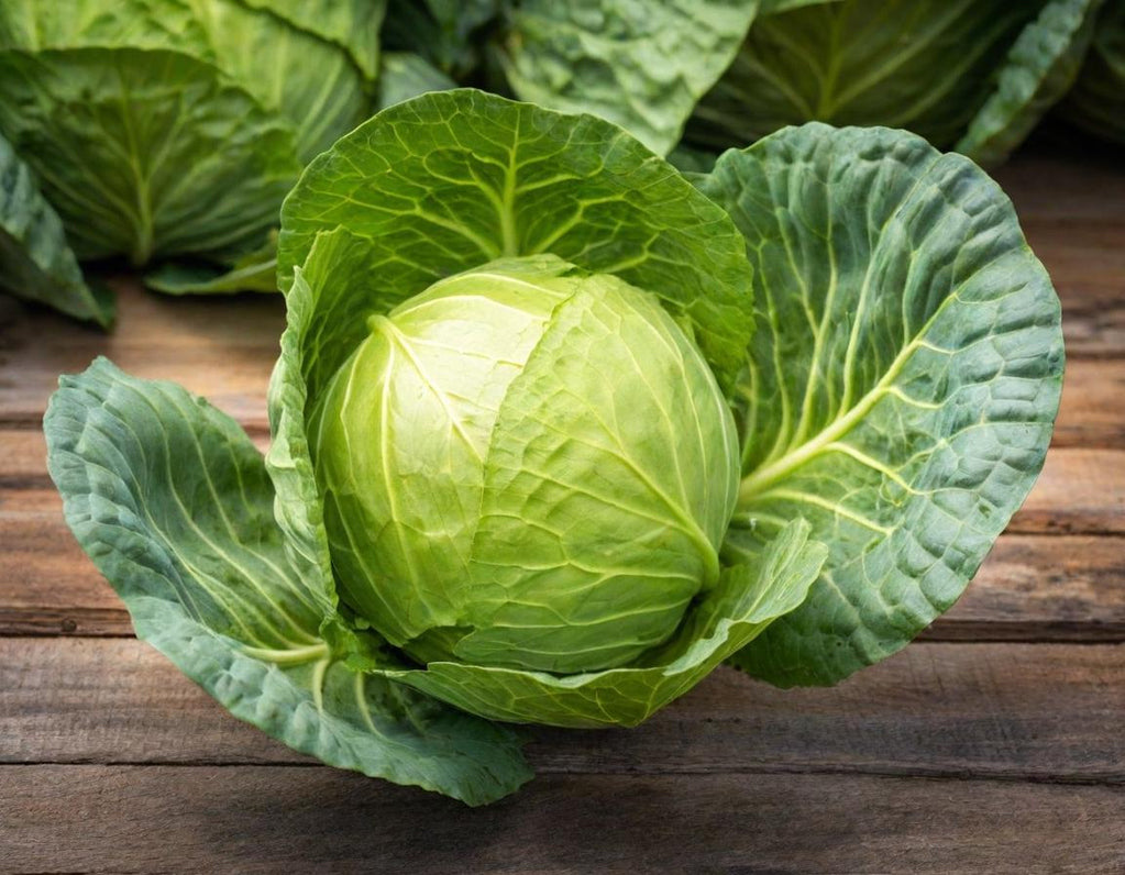 Golden Acre Cabbage