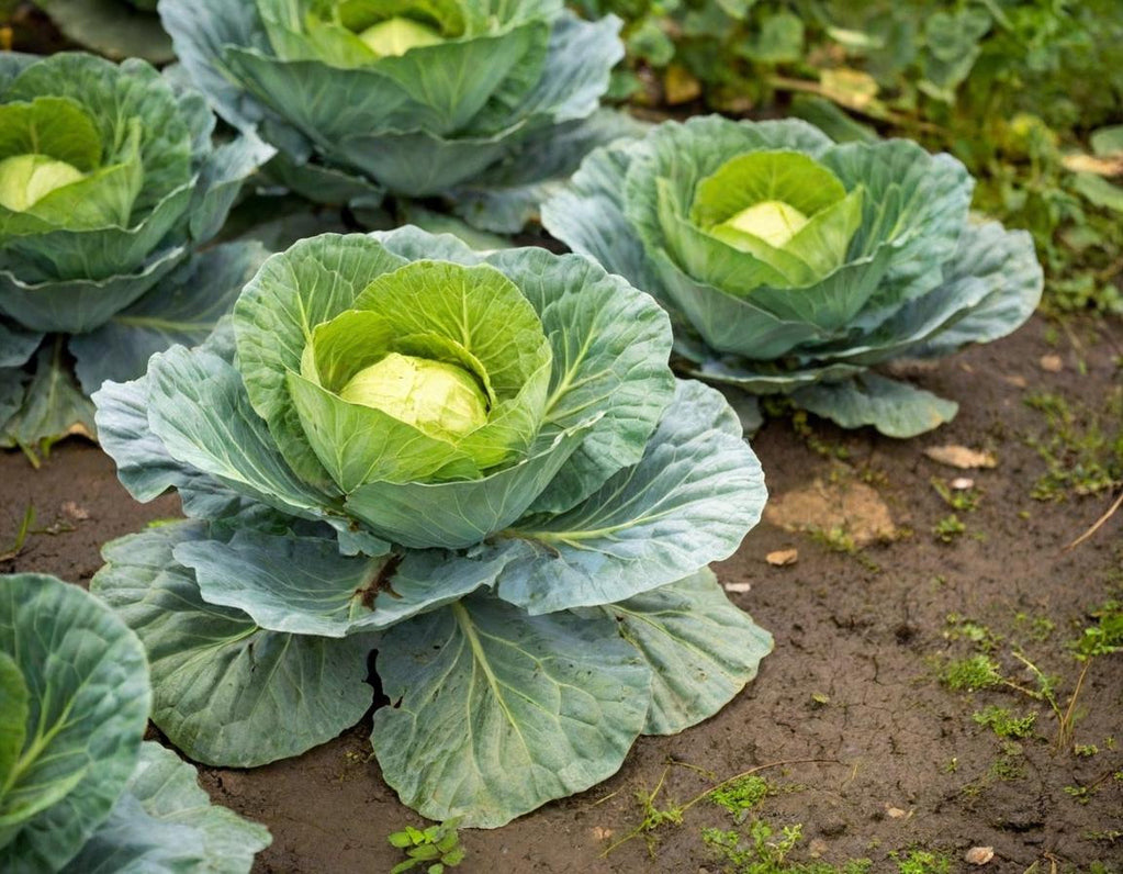 Golden Acre Cabbage