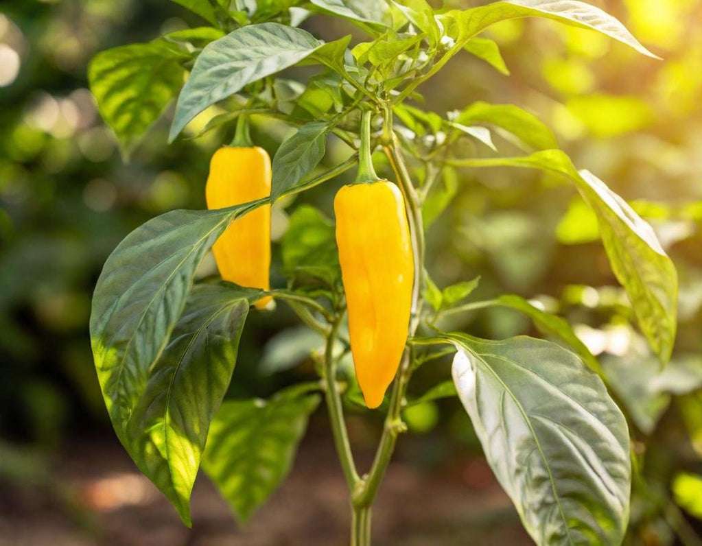 Golden Marconi Sweet Peppers