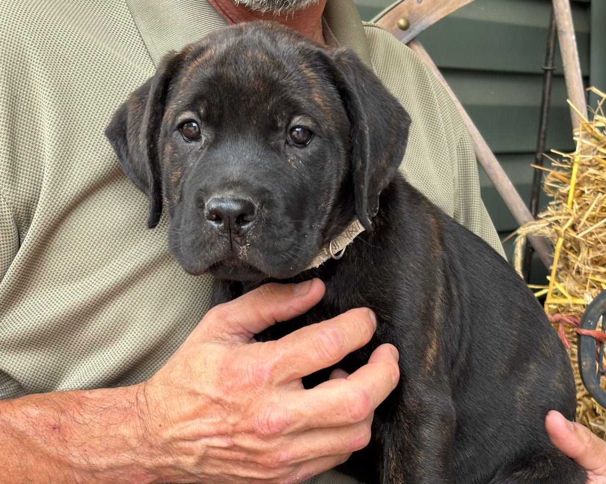 Gray Collar - Brindle Female
