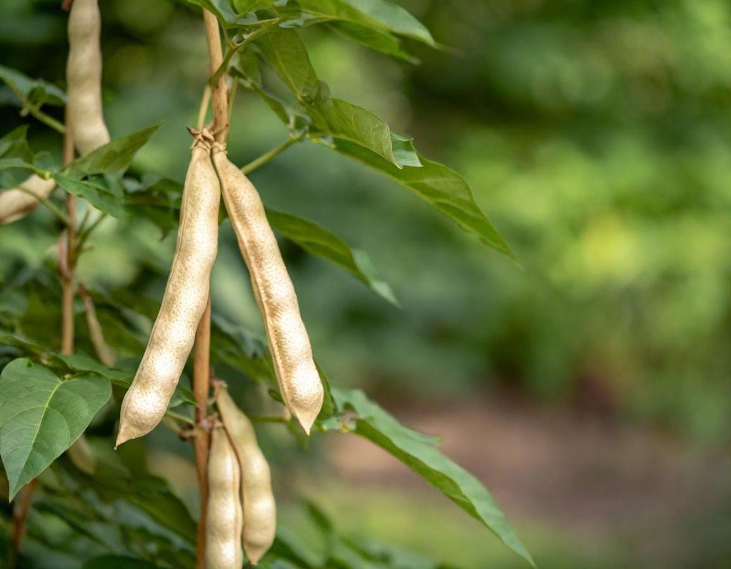Great Northern Beans