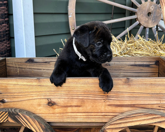Gray Collar - Black Female