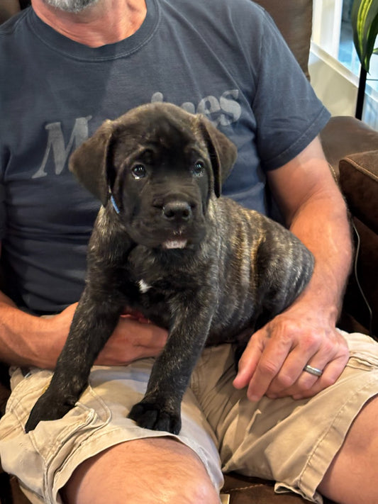Havoc - Dark Blue Collar - Black Brindle Male