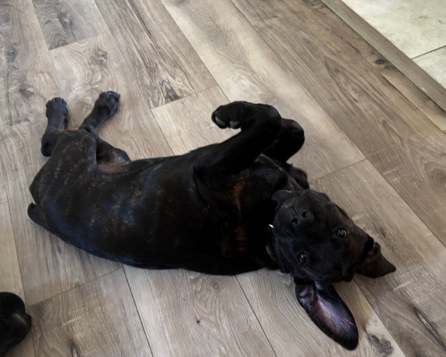 Gray Collar - Brindle Female