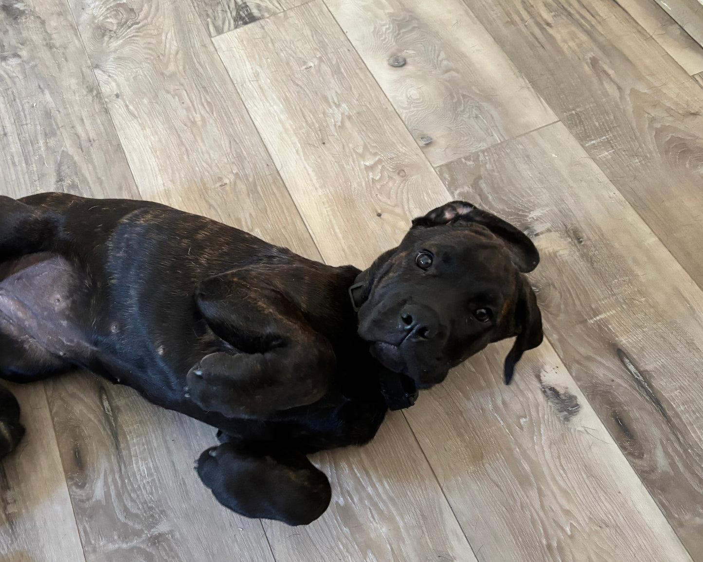 Gray Collar - Brindle Female