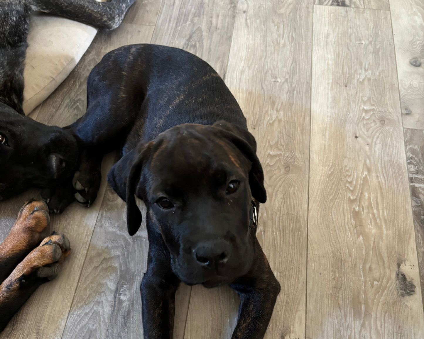 Gray Collar - Brindle Female