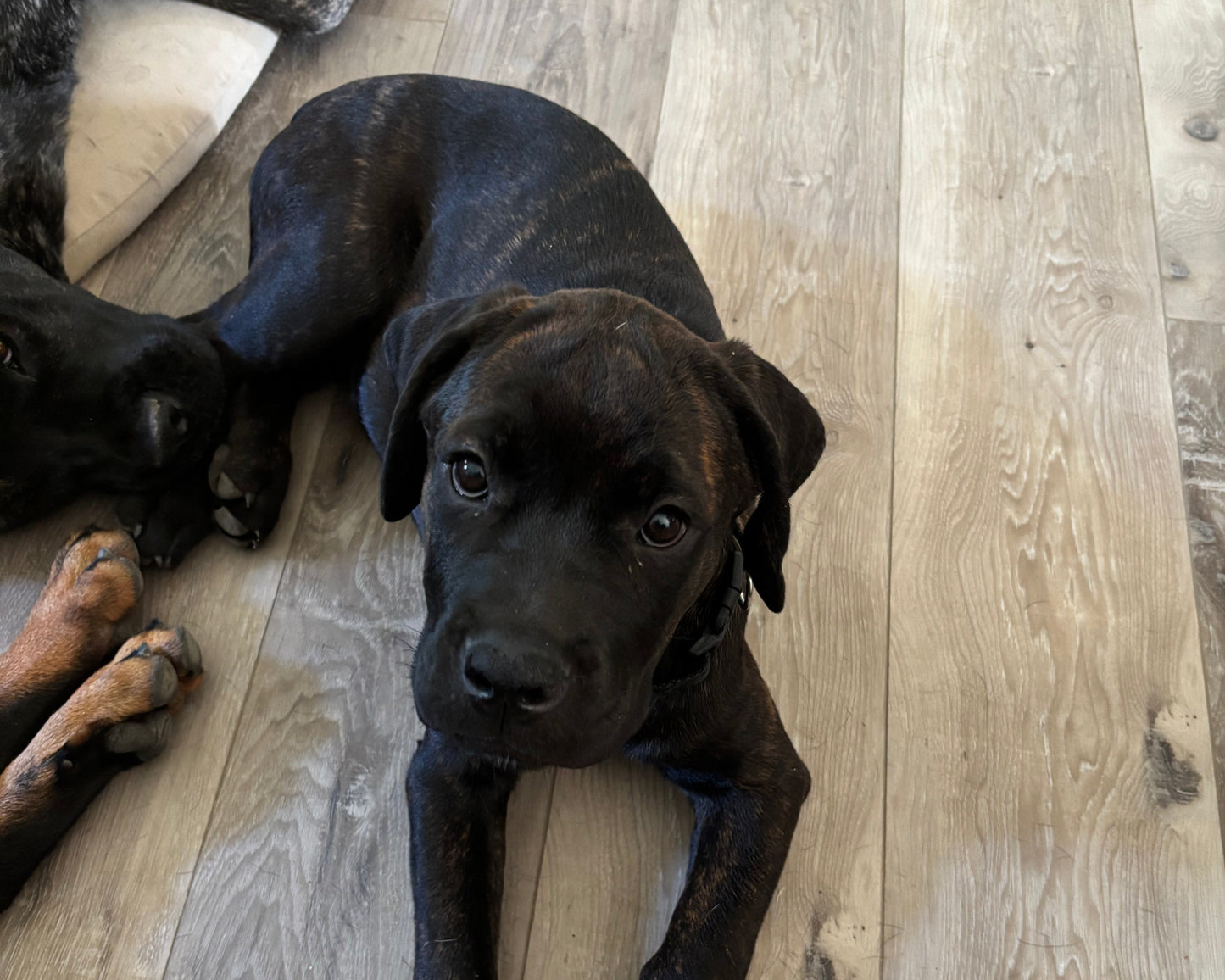 Gray Collar - Brindle Female