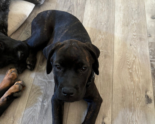 Gray Collar - Brindle Female