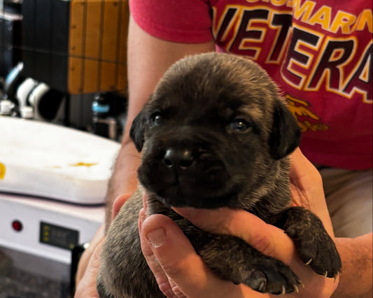 Gray Collar - Cream Brindle Male