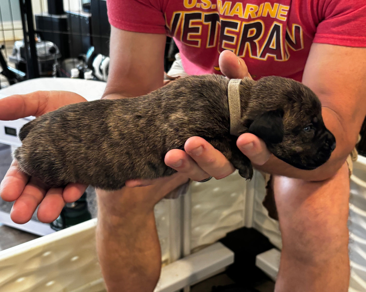 Gray Collar - Cream Brindle Male