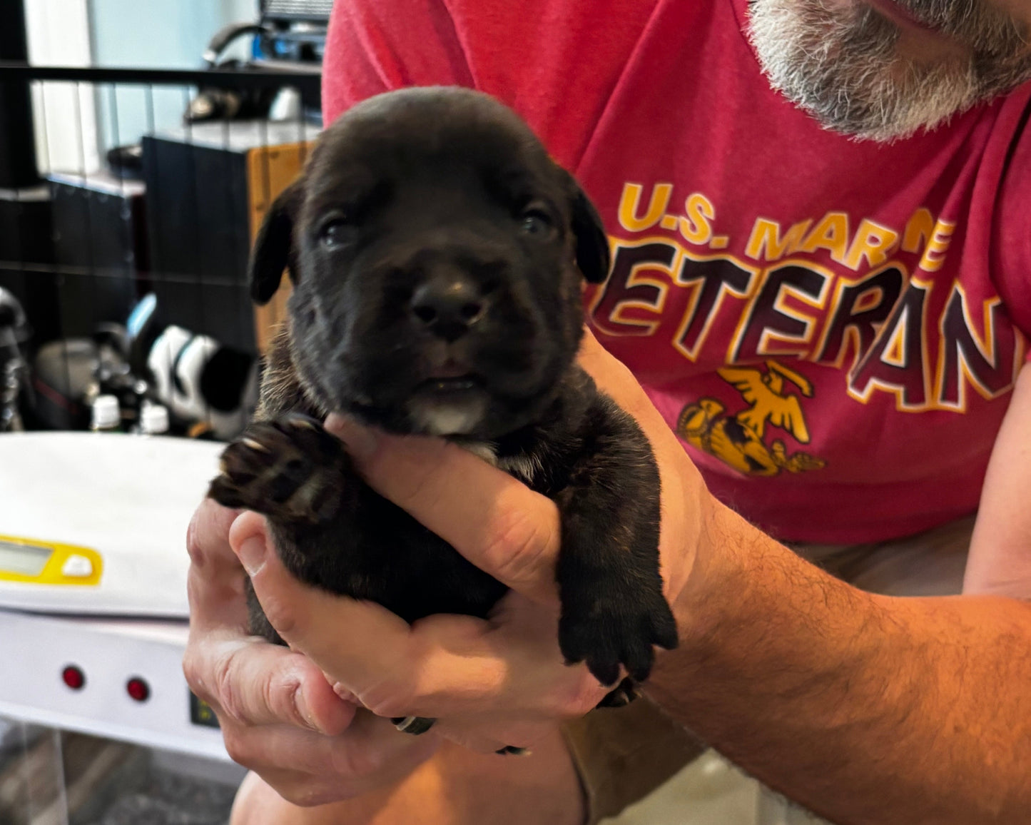 Light Blue Collar - Black Brindle Male