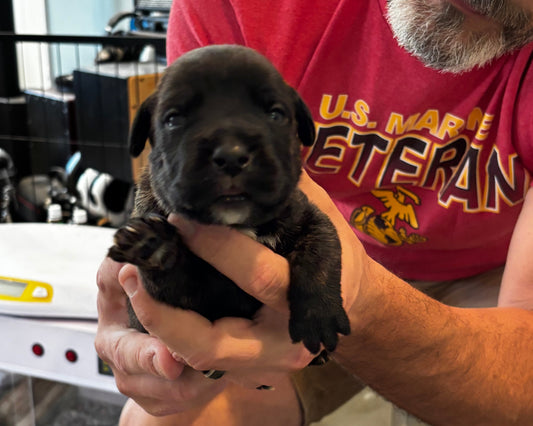 Light Blue Collar - Black Brindle Male