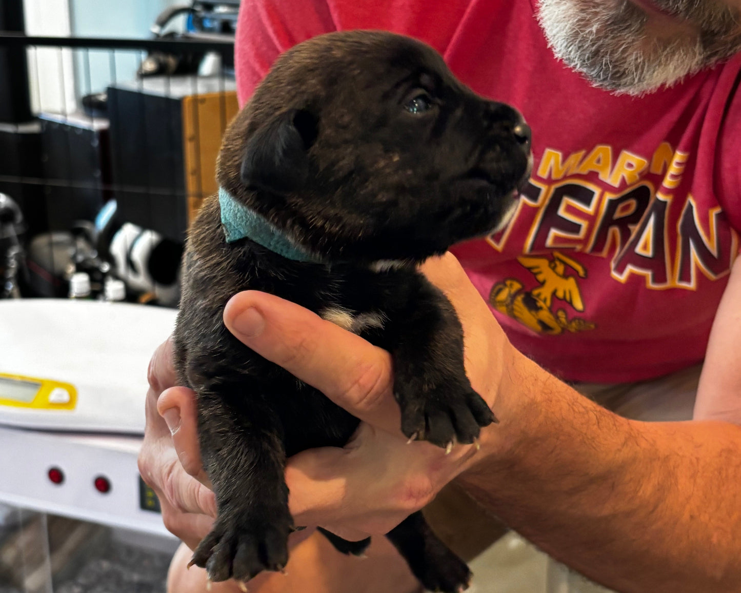 Light Blue Collar - Black Brindle Male