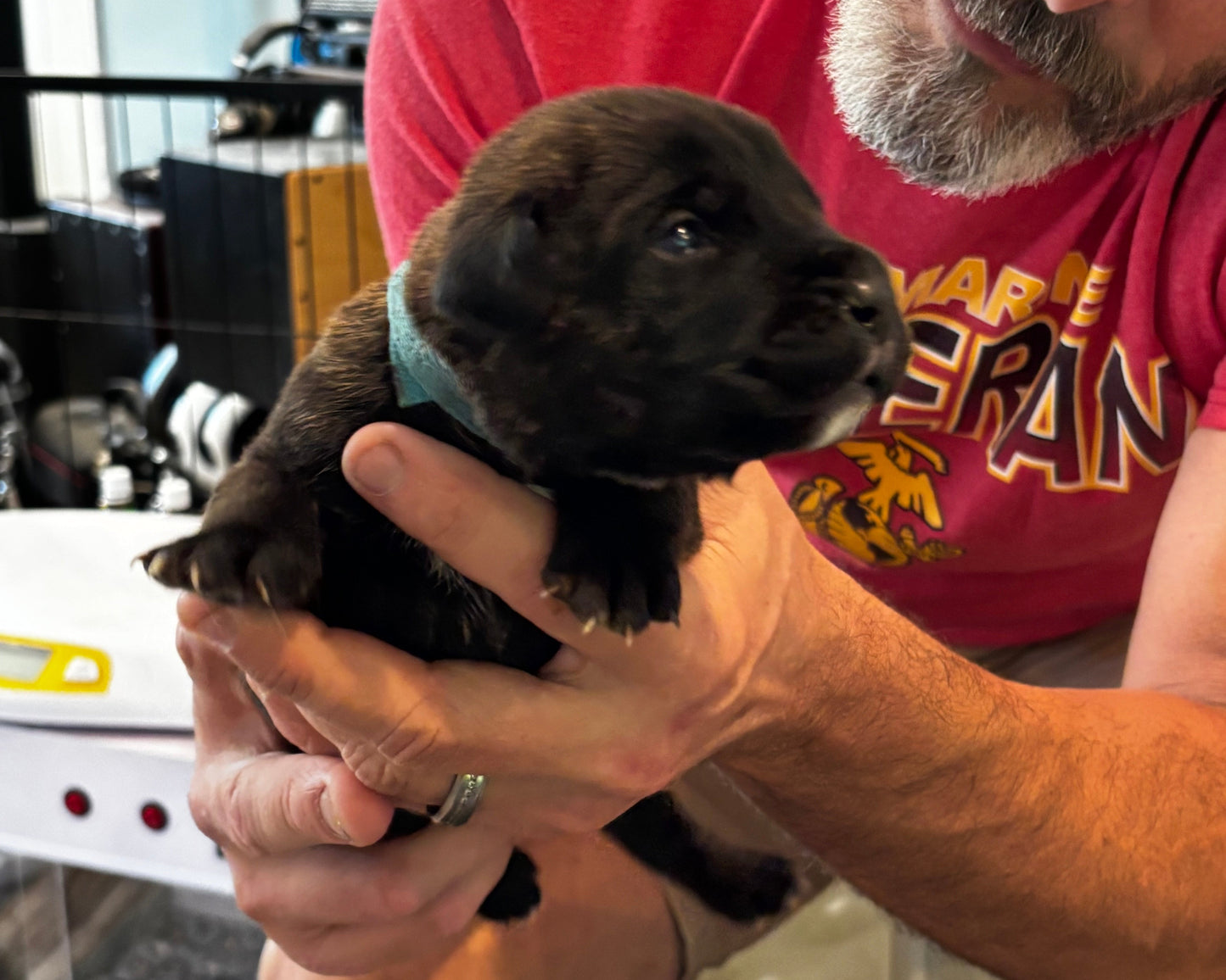 Light Blue Collar - Black Brindle Male