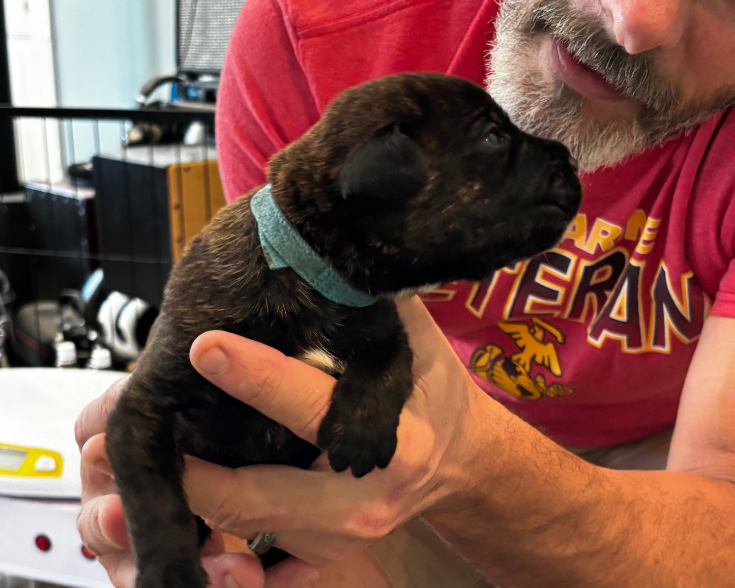 Light Blue Collar - Black Brindle Male