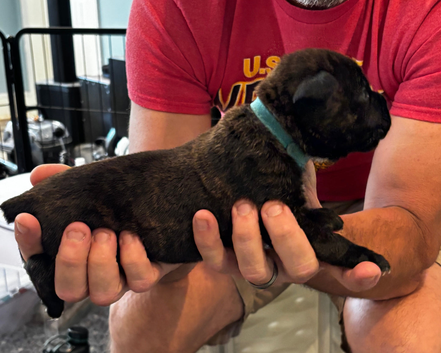 Light Blue Collar - Black Brindle Male