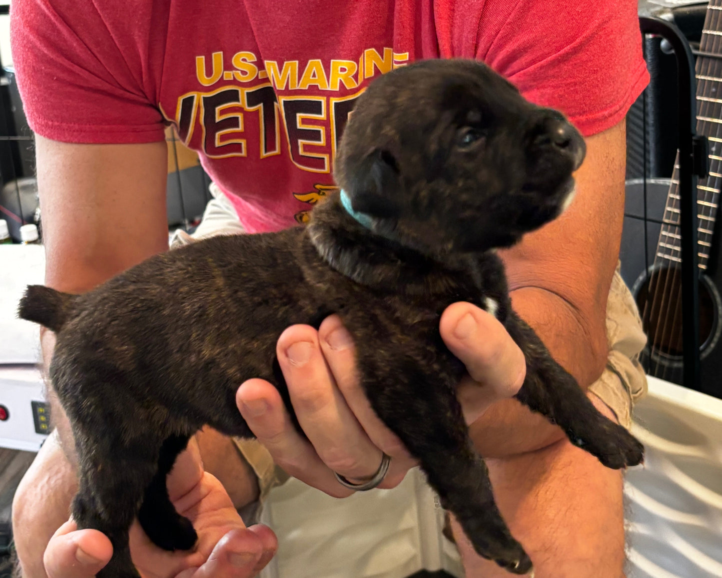 Light Blue Collar - Black Brindle Male