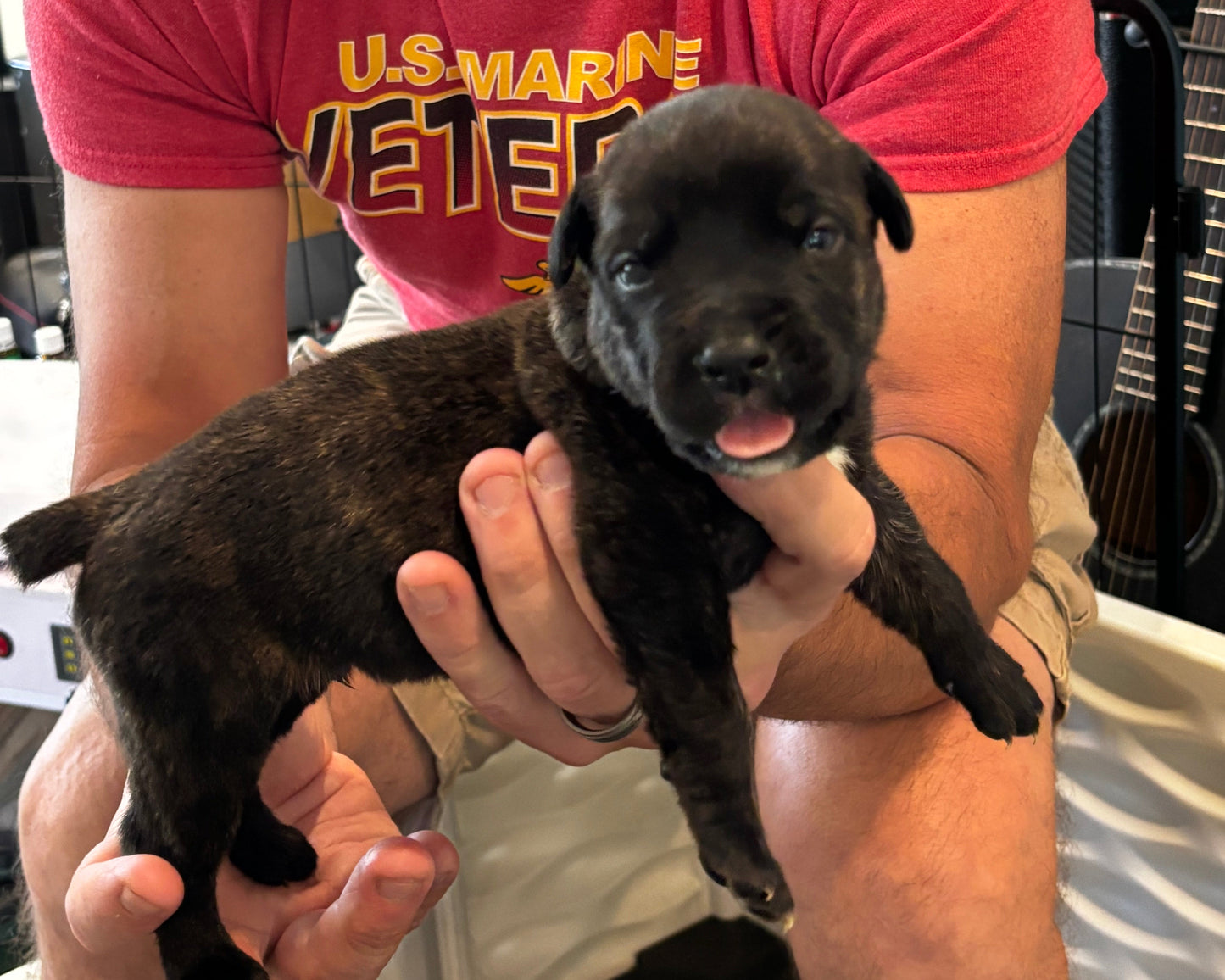 Light Blue Collar - Black Brindle Male