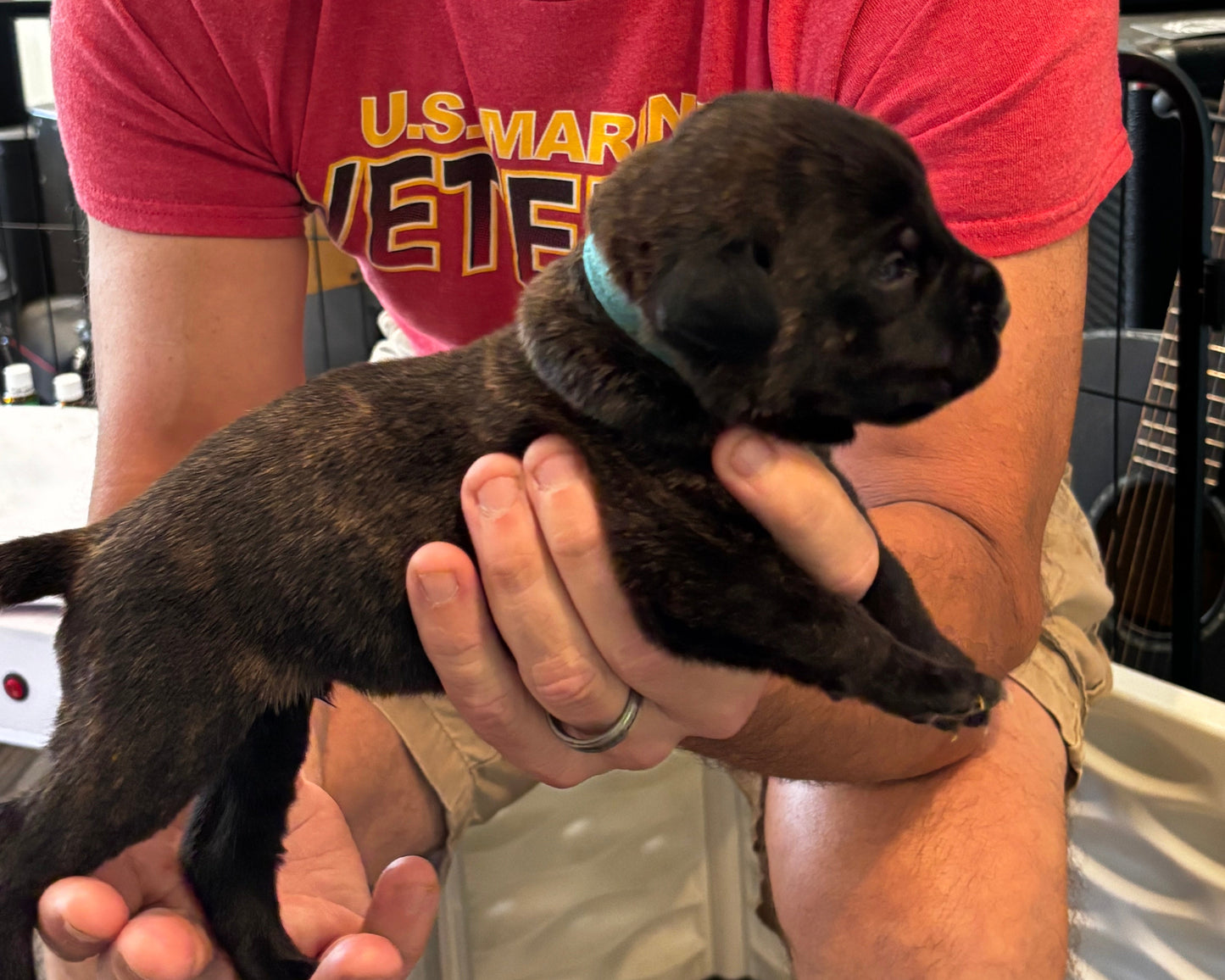 Light Blue Collar - Black Brindle Male
