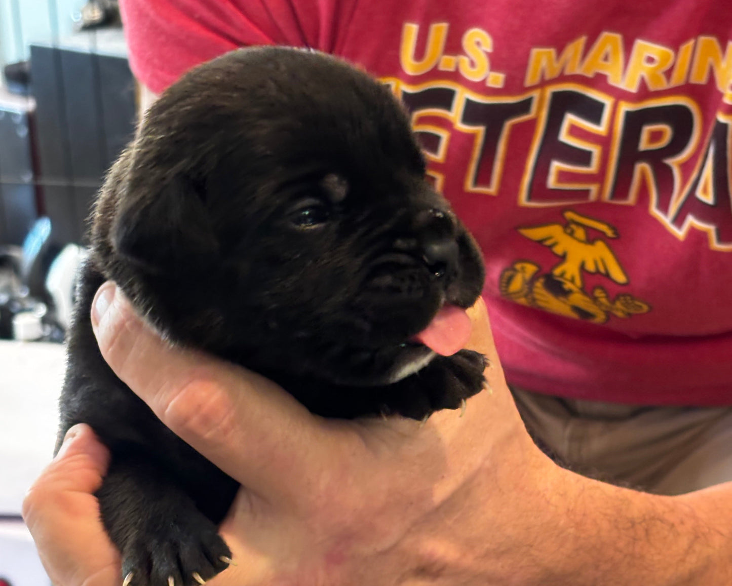 Dark Blue Collar - Black Brindle Male