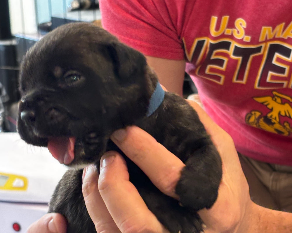 Dark Blue Collar - Black Brindle Male
