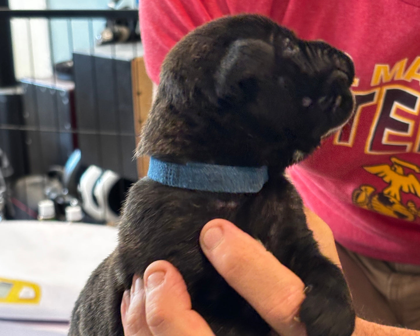 Dark Blue Collar - Black Brindle Male