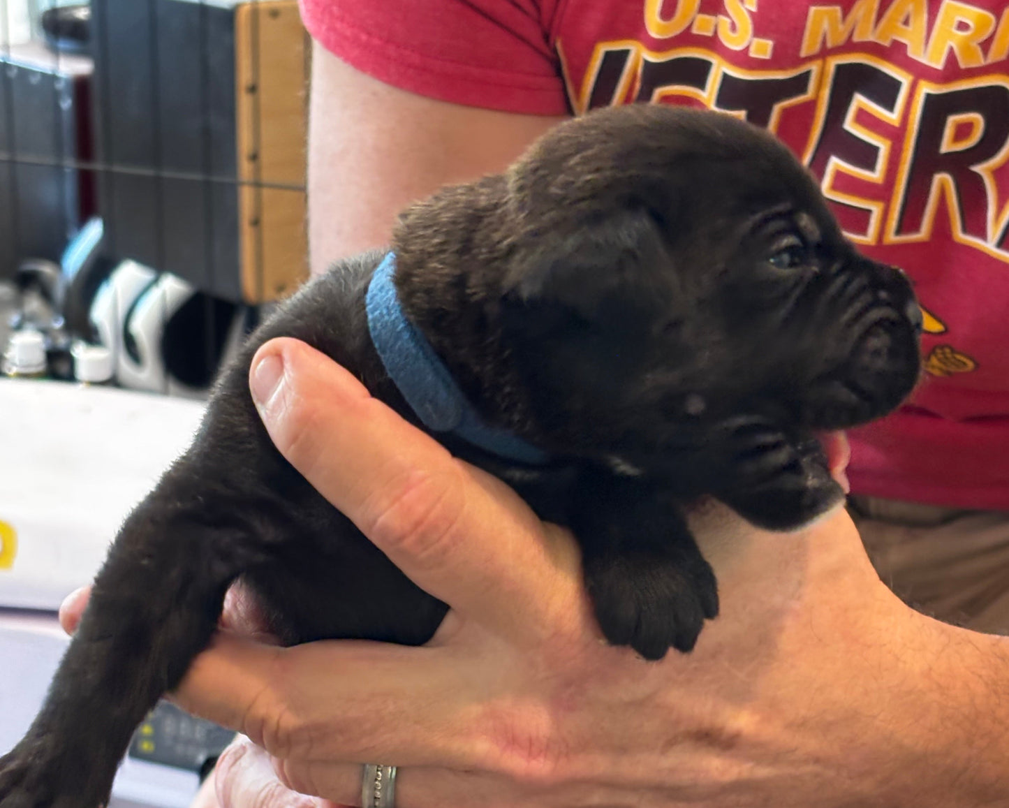 Dark Blue Collar - Black Brindle Male