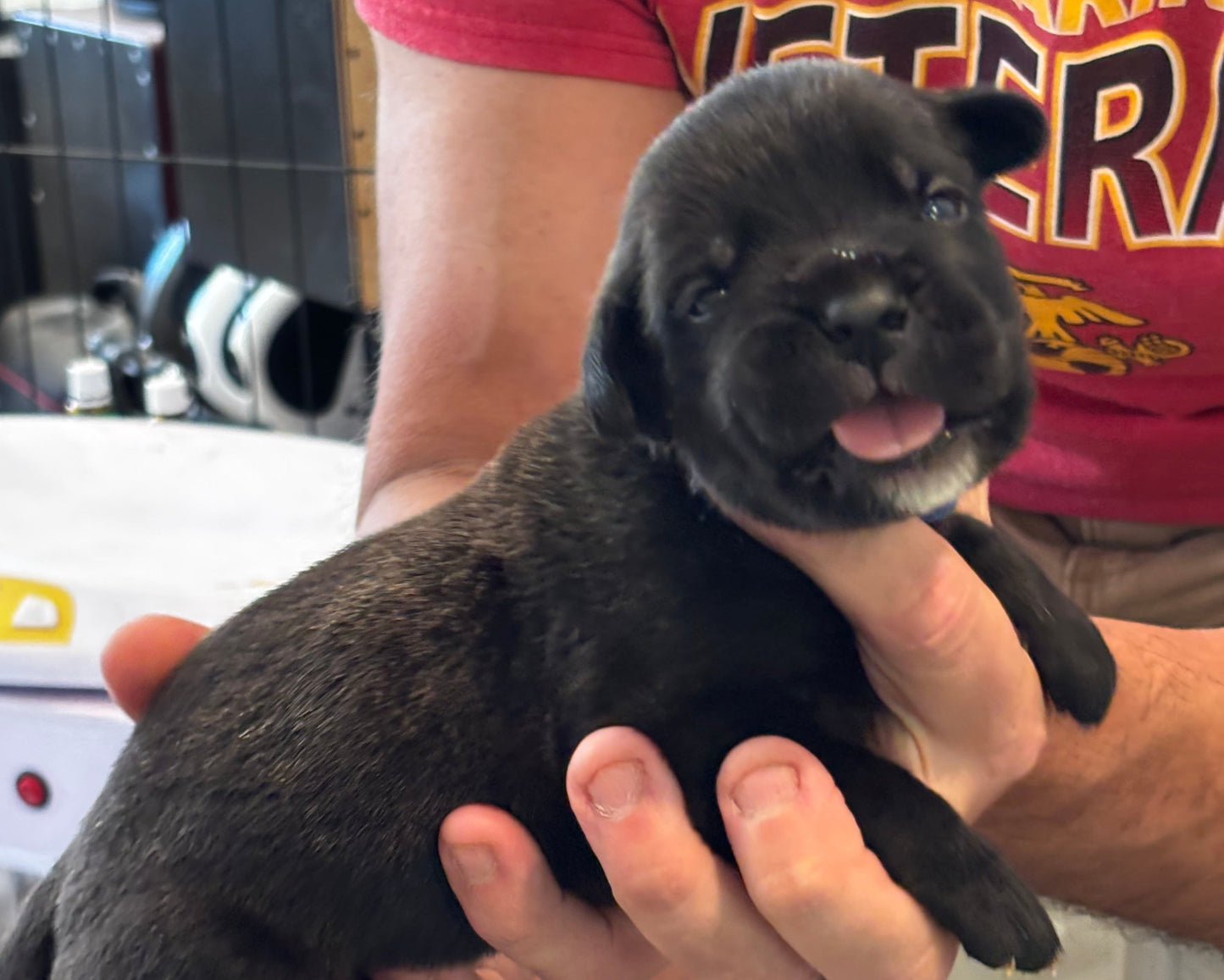 Dark Blue Collar - Black Brindle Male