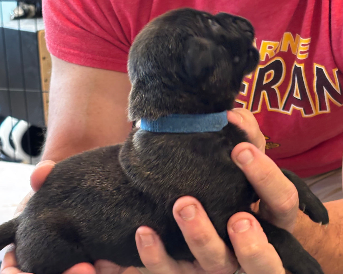 Dark Blue Collar - Black Brindle Male