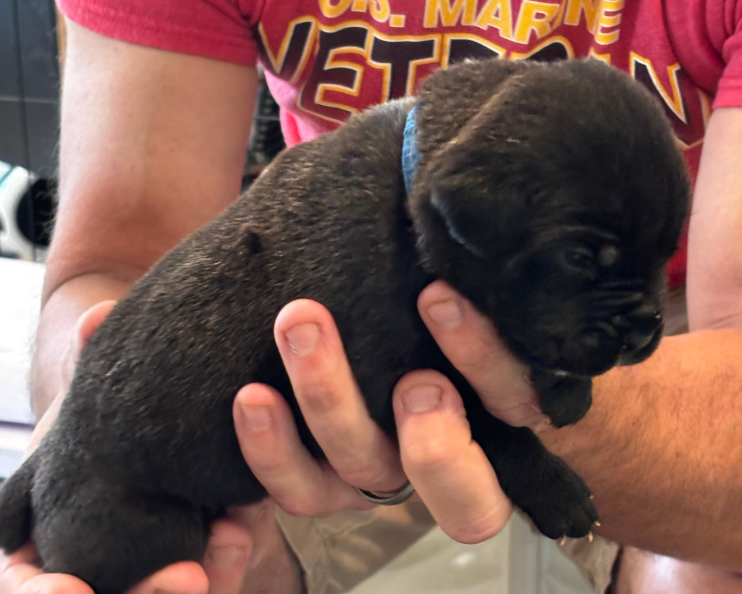 Dark Blue Collar - Black Brindle Male