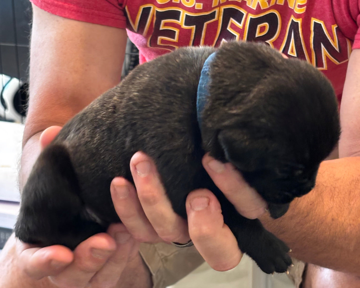 Dark Blue Collar - Black Brindle Male