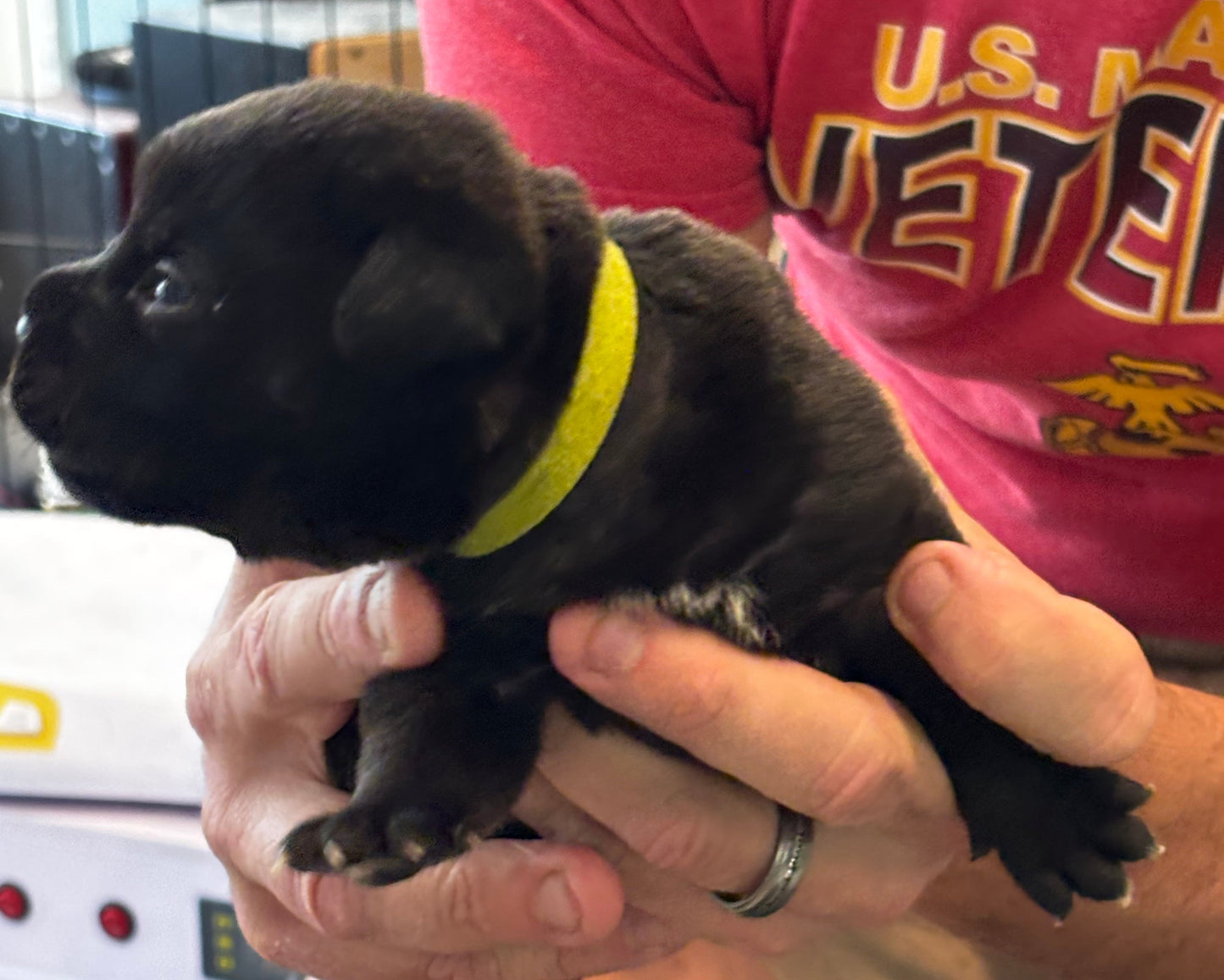 Light Green Collar - Black Male