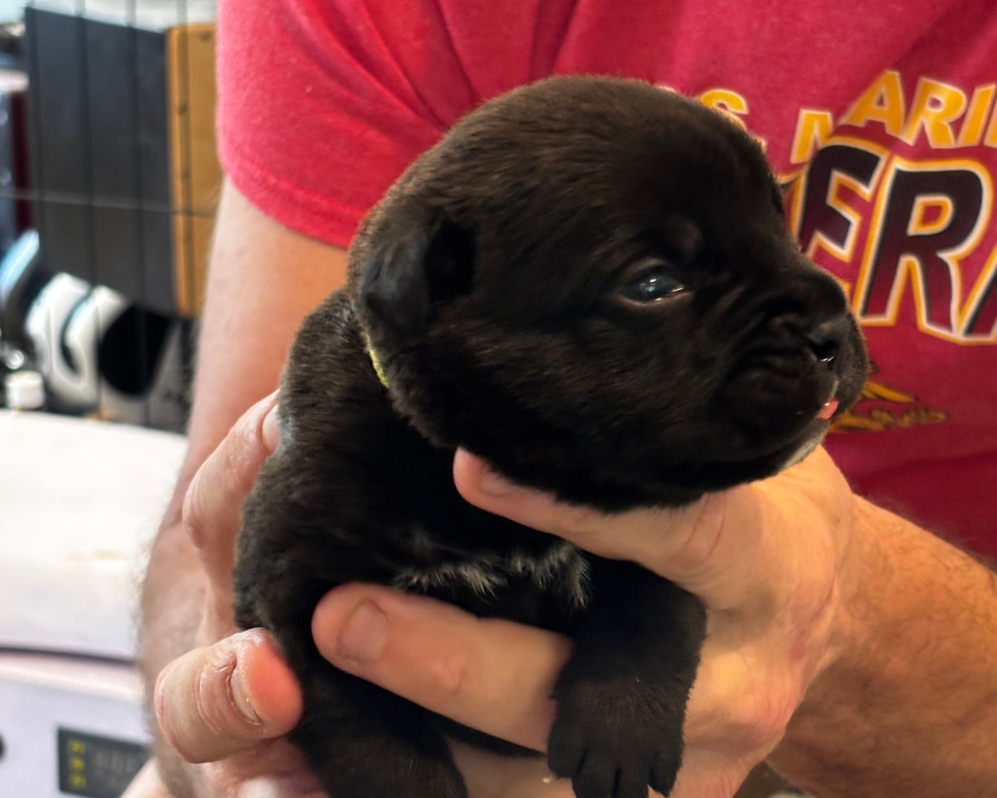Light Green Collar - Black Male