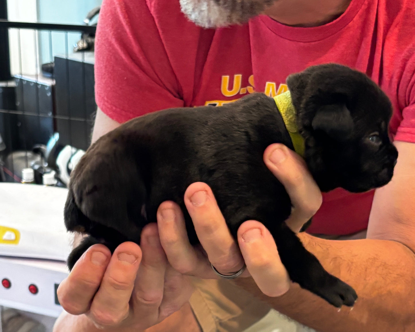 Light Green Collar - Black Male