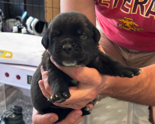 Orange Collar - Black Male
