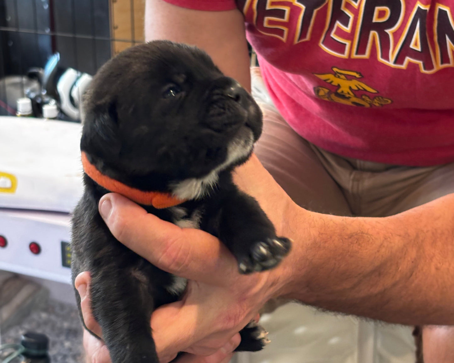 Orange Collar - Black Male