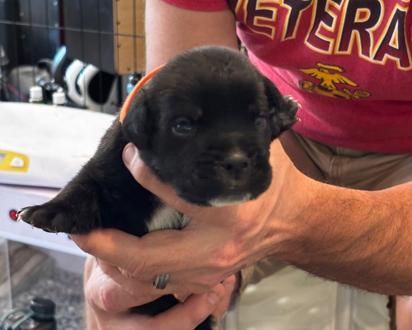 Orange Collar - Black Male