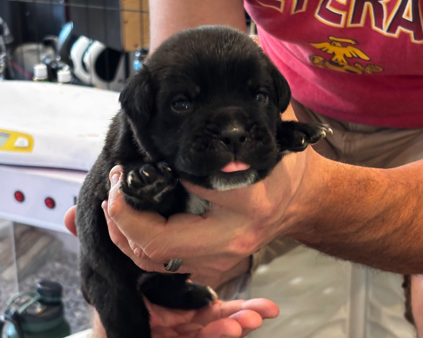 Orange Collar - Black Male