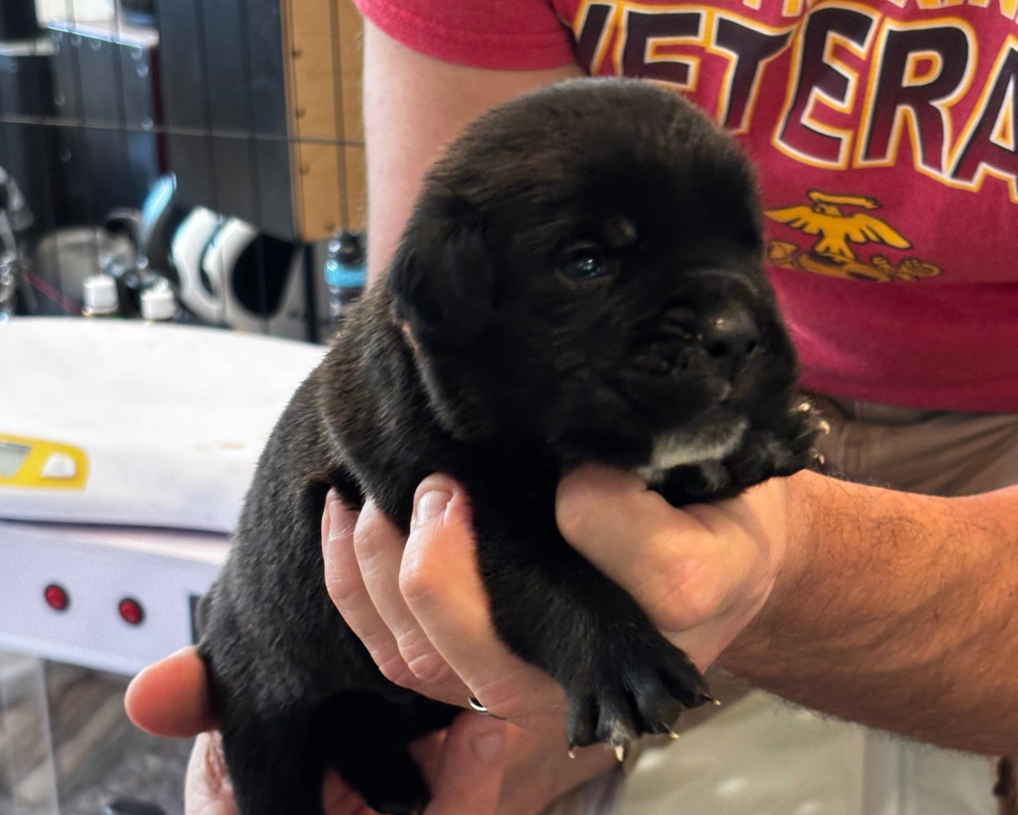 Orange Collar - Black Male
